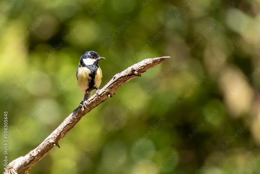 Obraz premium passeriformi e picchio rosso