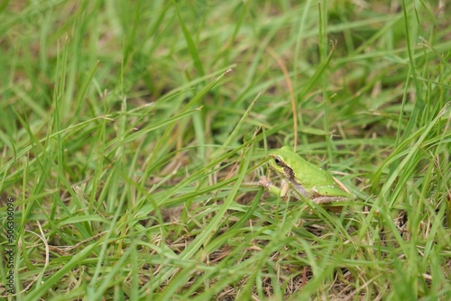 緑の草むらの中にいる小さなニホンアマガエル © cattosus