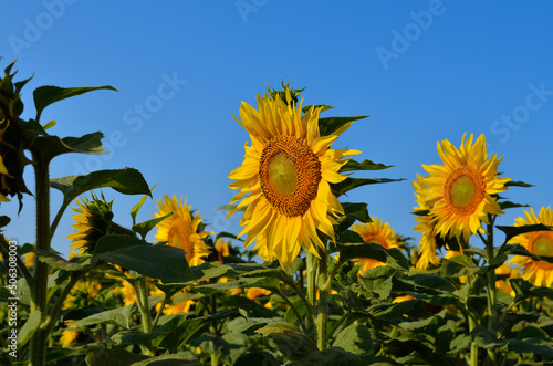 Yellow sunflowers grow in the field. Agricultural crops.