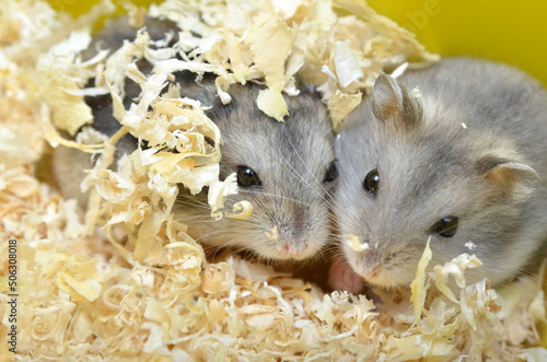 Pets hamsters live in a cage with wood shavings