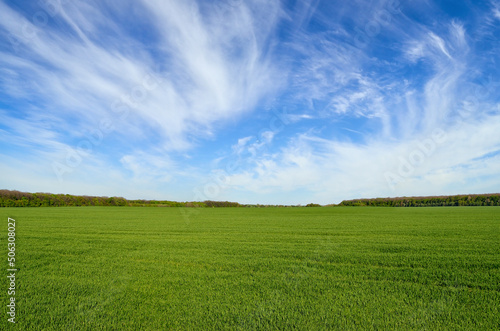 Fotótapéta Green field on the background of blue sky
