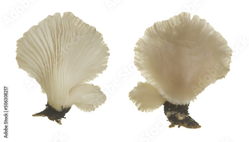 Indian oyster, Pleurotus pulmonarius isolated on white background photo