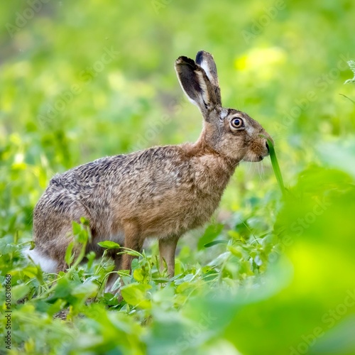 rabbit in the grass