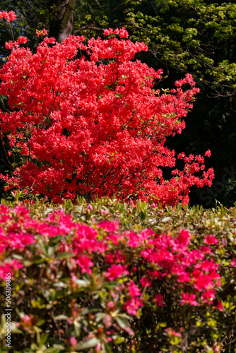 red azalea