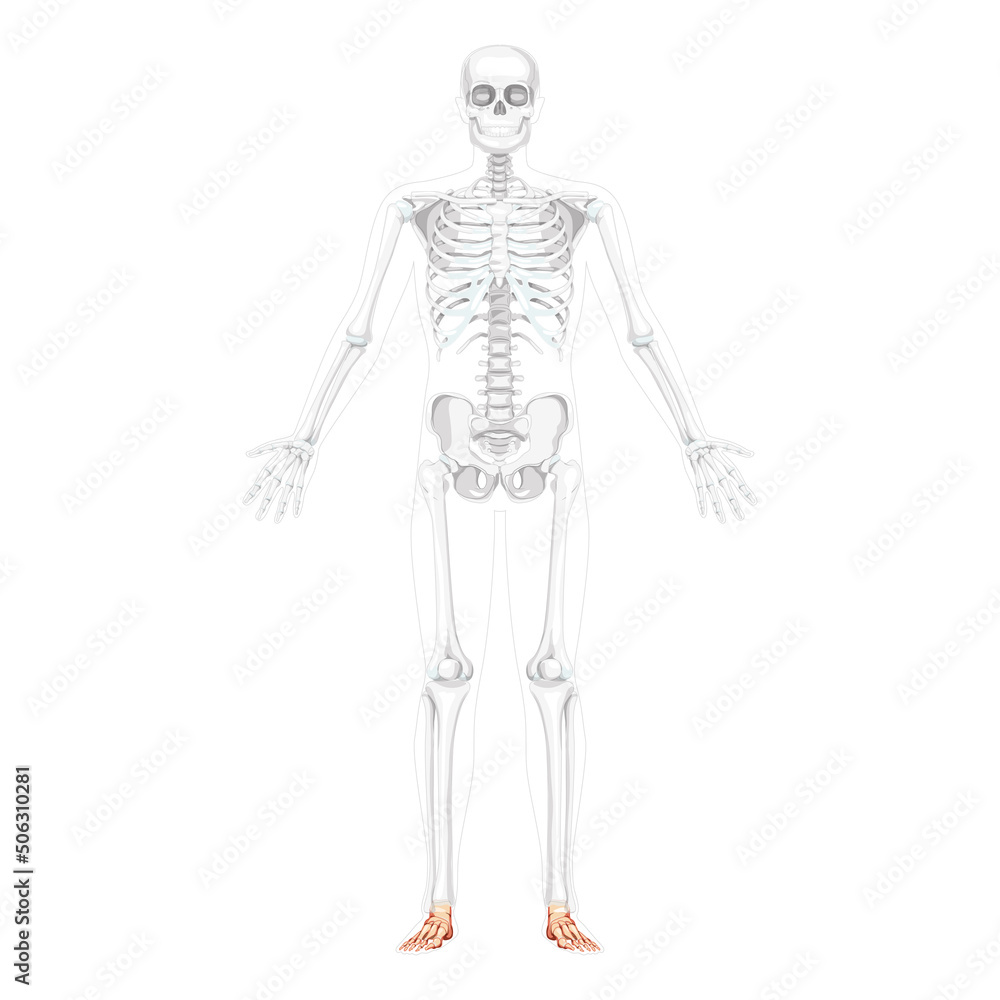 Skeleton Foot and ankle Bone Human front view with two arm open pose with partly transparent bones position. 3D realistic flat natural color Vector illustration of anatomy isolated on white background