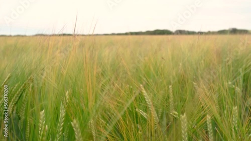 blés verts sous le vent photo