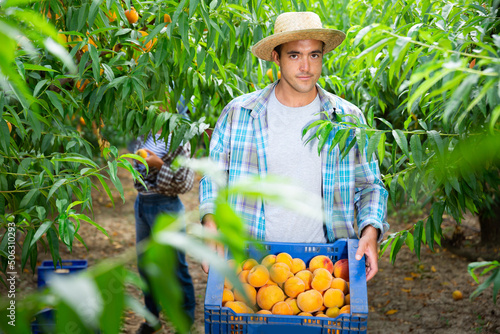Portrait of man carrying plastic box of harvested ripe peaches in fruit garden