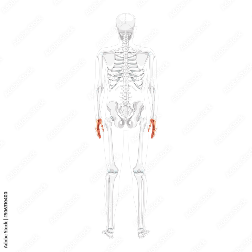 Skeleton Hands Human back Posterior dorsal view with partly transparent bones position. Anatomically correct carpals, wrist. 3D realistic flat natural color concept Vector illustration isolated
