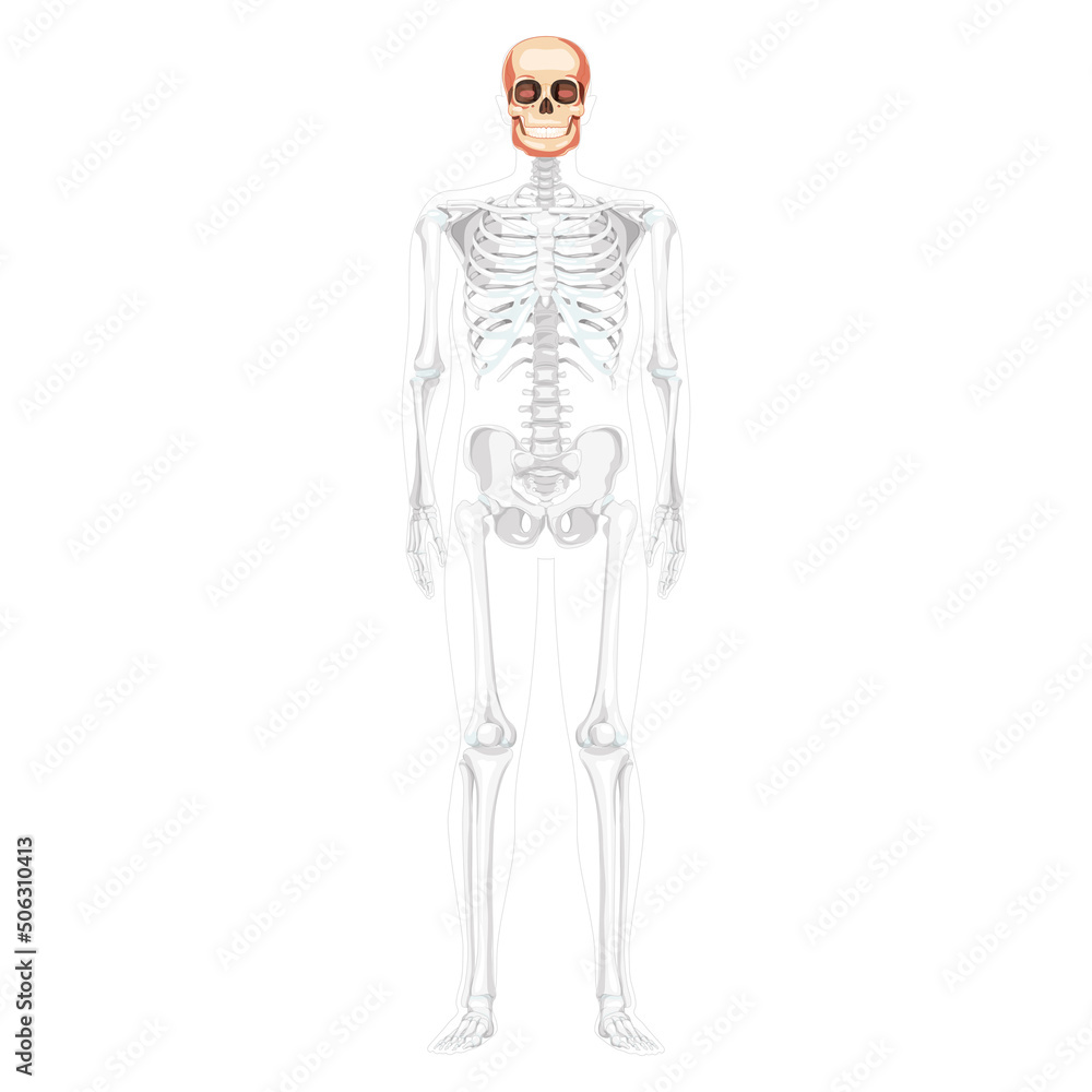 Human head Skull Skeleton front view with side hands partly transparent body position. Anatomically correct. Chump realistic flat natural color concept Vector illustration isolated on white background Human head Skull Skeleton front view with side hands partly transparent body position. Anatomically correct. Chump realistic flat natural color concept Vector illustration isolated on white background