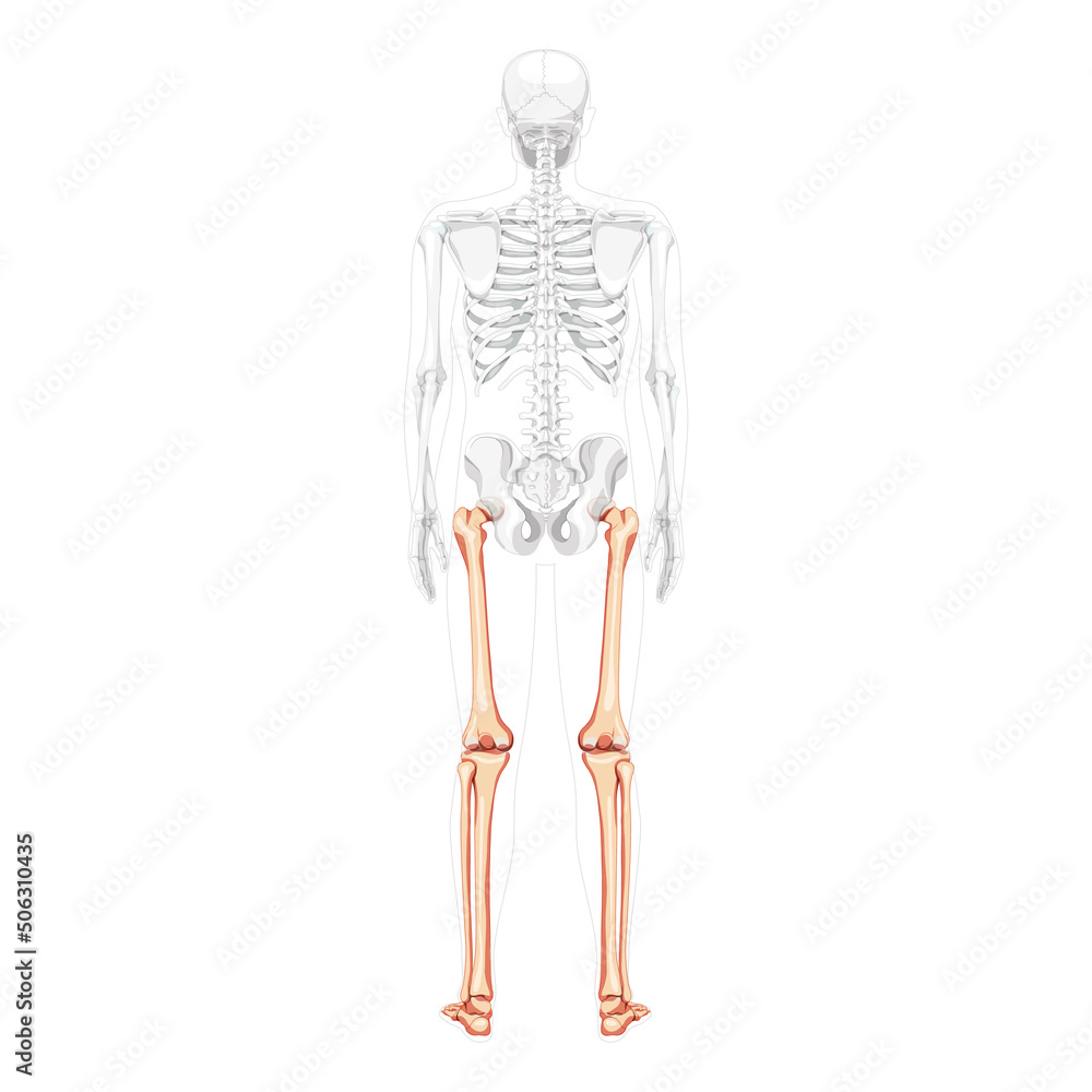 Skeleton Thighs and legs lower limb Human back view with partly transparent bones position. Tibia, foot realistic flat natural color concept Vector illustration of anatomy isolated on white background Skeleton Thighs and legs lower limb Human back view with partly transparent bones position. Tibia, foot realistic flat natural color concept Vector illustration of anatomy isolated on white background