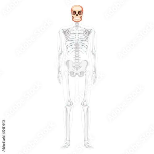 Human head Skull Skeleton front view with side hands partly transparent body position. Anatomically correct. Chump realistic flat natural color concept Vector illustration isolated on white background © Vectoressa