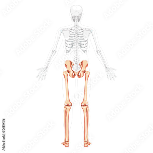 Lower limbs Human Pelvis with legs, Thighs Feet, ankles Skeleton back view with side open arm poses partly transparent body. Anatomy 3D realistic flat concept Vector illustration of isolated on white