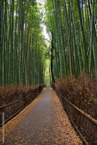 Fototapeta Naklejka Na Ścianę i Meble -  An alley in the bamboo forest.  Arashiyama Kyoto Japan
