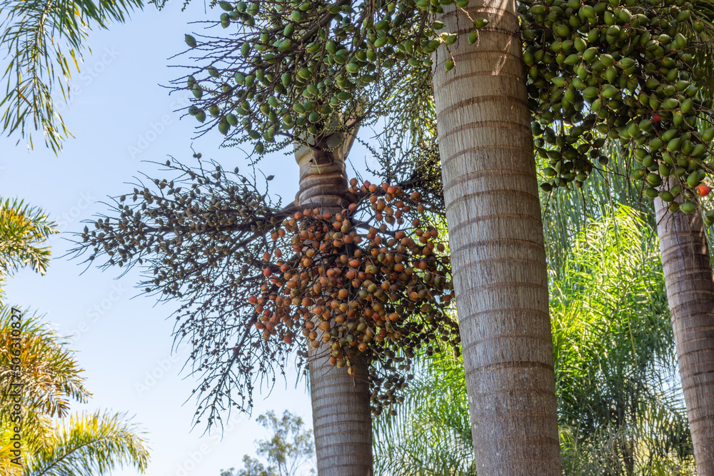 Fototapeta premium Cocos em contraste com céu