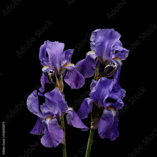 Blue purple Iris flowers isolated on black background. Beautiful spring flowers.