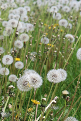 field of dandelions bloom 