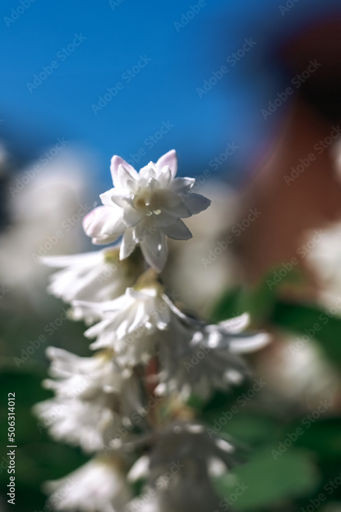 The deutzia plant. Beautiful white flowers. White flowers. White flowers. A shrub. Action. Deutzia. The deutzia plant. Beautiful white flowers. White flowers. White flowers. A shrub. Action. Deutzia.