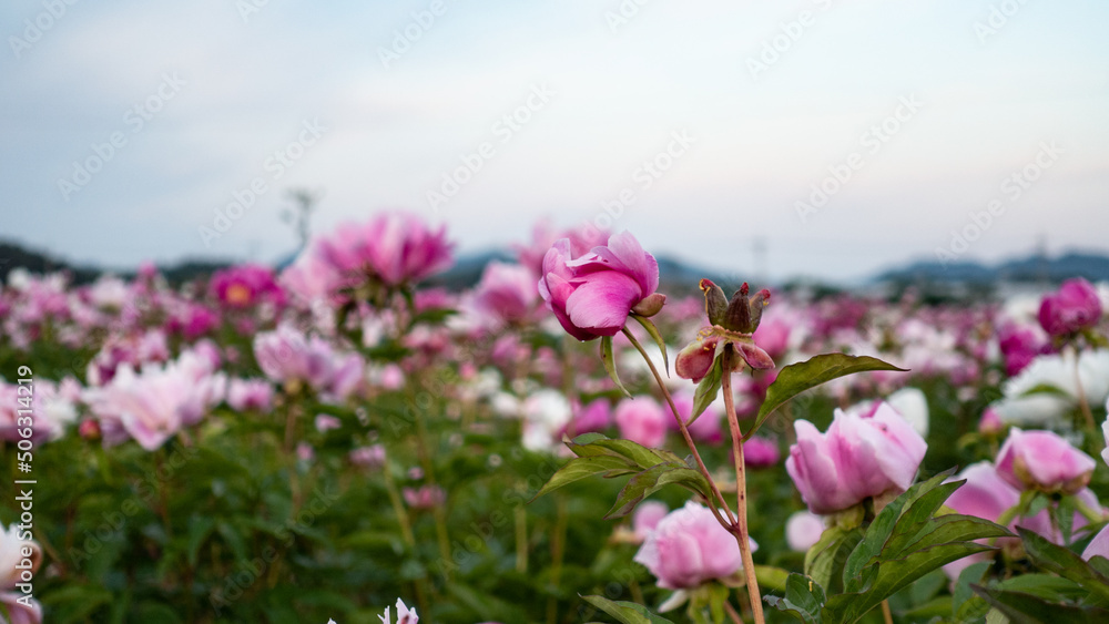 PEONY FLOWER FIELD PEONY FLOWER FIELD