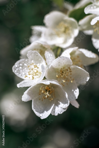 Jasmine. Flowers. Plant. Flowering plants. Spring.
