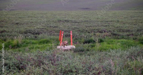 Red fox running in Alaskan wilderness with prey in mouth - Vulpes alascensis Merriam photo