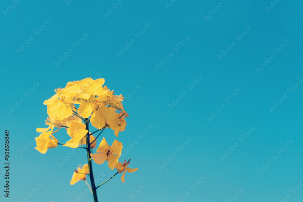 rapeseed flower on a blue sky background Space for text