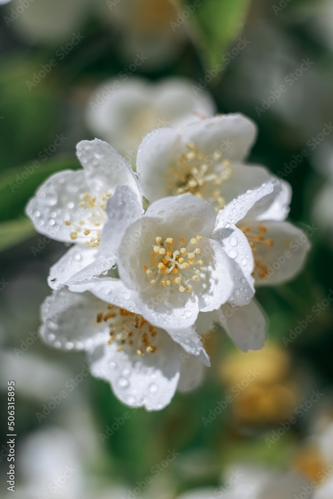 Jasmine. Flowers. Plant. Flowering plants. Spring. Jasmine. Flowers. Plant. Flowering plants. Spring.