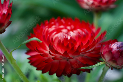 red bracteantha flower photo