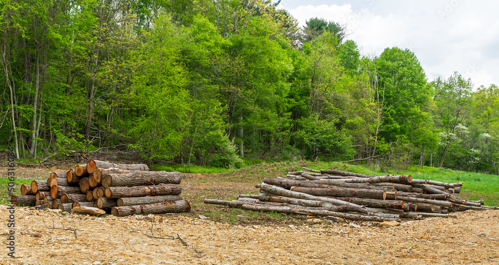 Two piles of cut timber stacked up in a field in Warren County, Pennsylvania, USA on a spring day Two piles of cut timber stacked up in a field in Warren County, Pennsylvania, USA on a spring day
