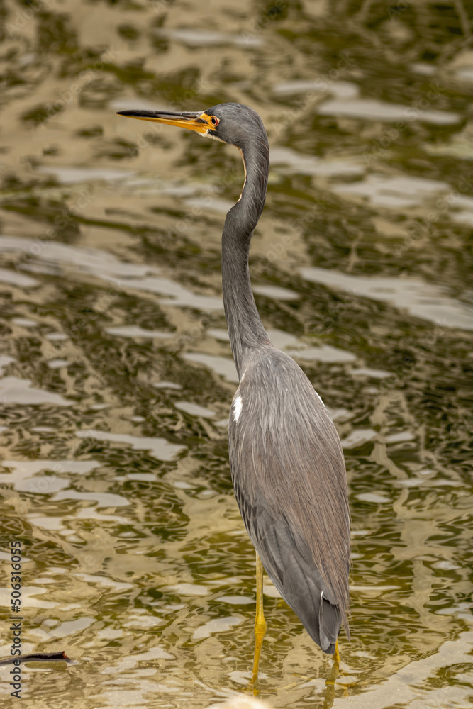 Fototapeta premium great blue heron