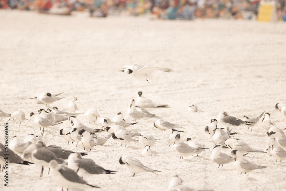 Fototapeta premium flock of seagulls