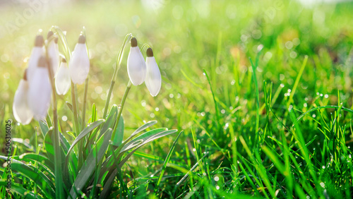 white snowdrops on green grass on a spring  sunny day. Space for text. High quality photo