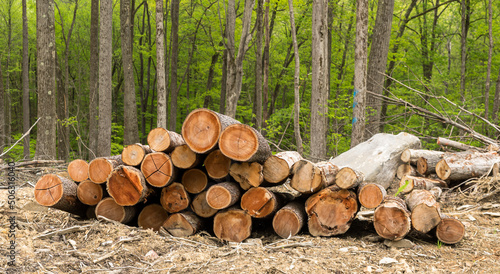 A pile of cut timber stacked up in a field in Warren County  Pennsylvania  USA on a spring day