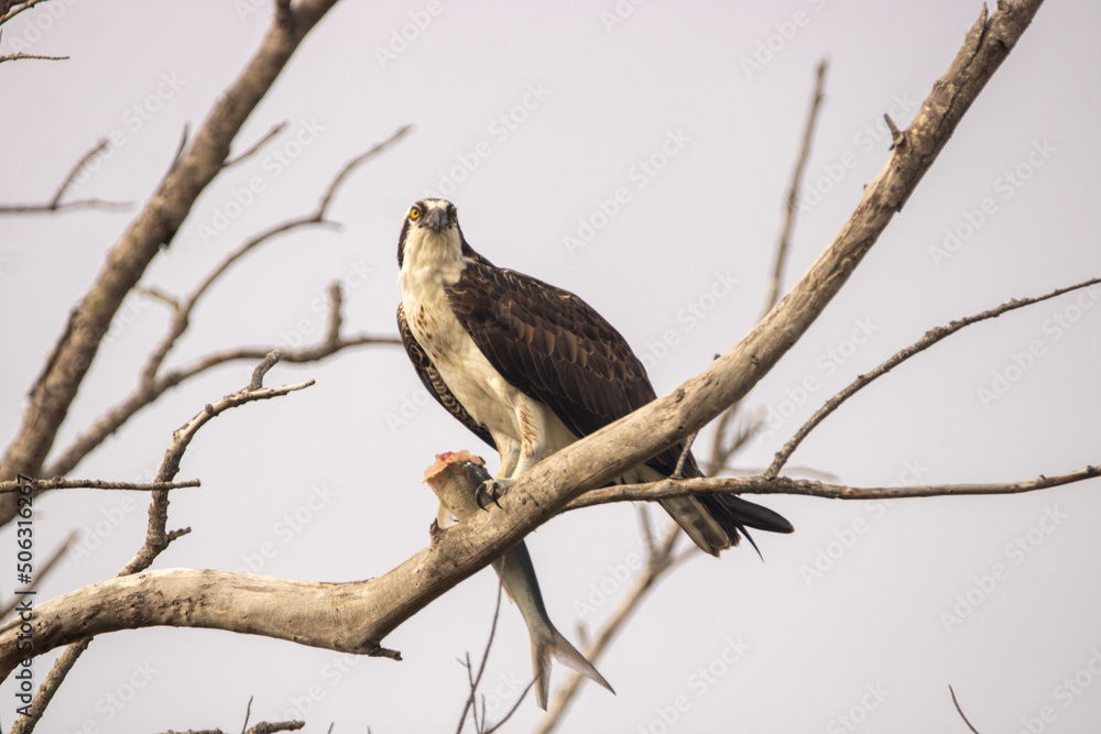 Osprey Osprey