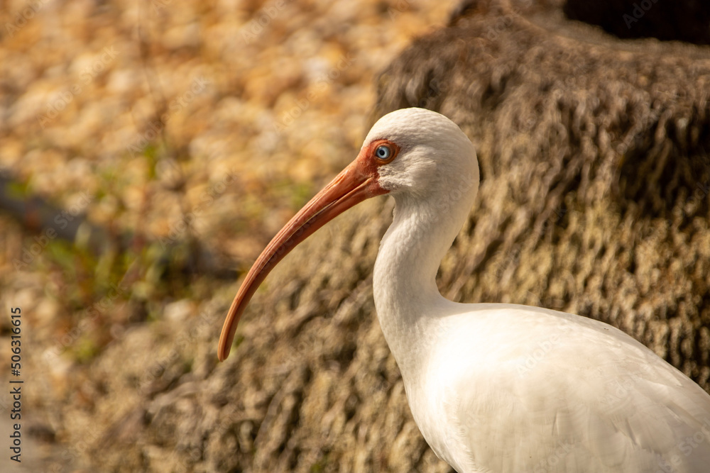 White Ibis portrait White Ibis portrait