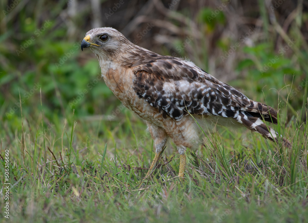 Fototapeta premium red tailed hawk