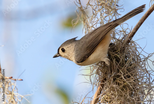 The tufted titmouse (Baeolophus bicolor) perched on the tree branch photo
