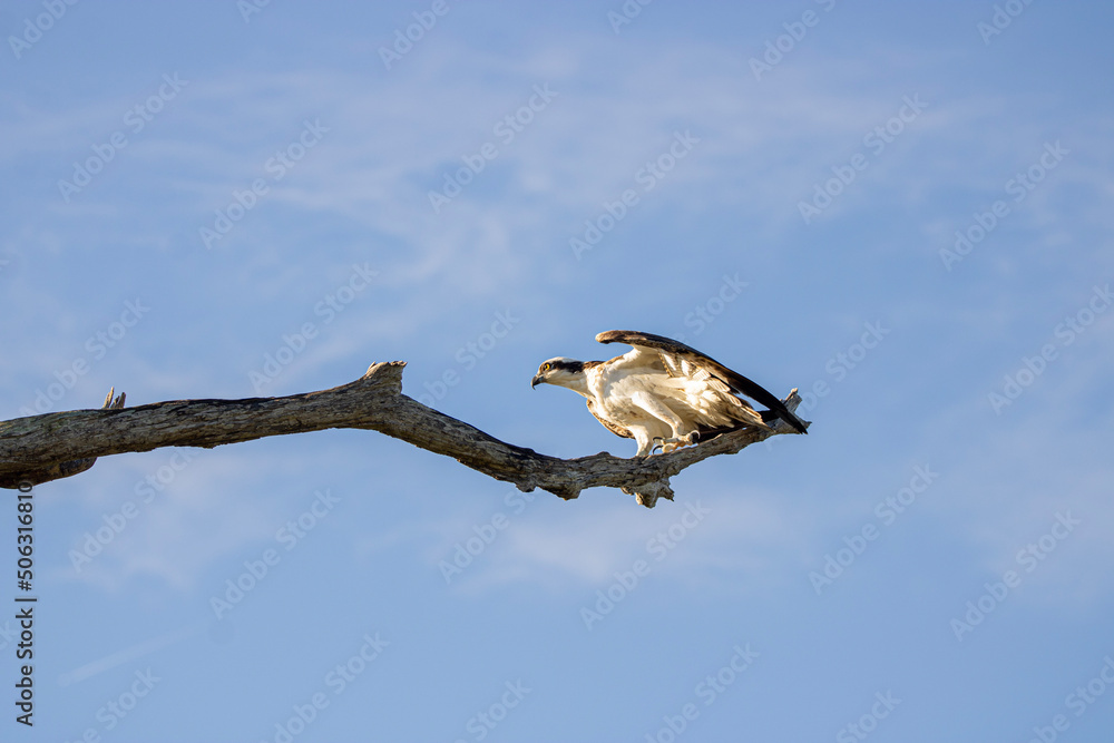 bird of prey bird of prey