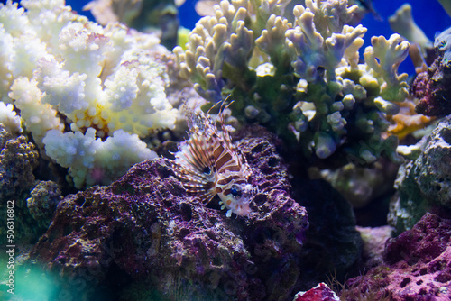 Juvenile Zebra lionfish (Dendrochirus zebra) is sitting on the rock in coral reefs, Palau, Pacific ocean