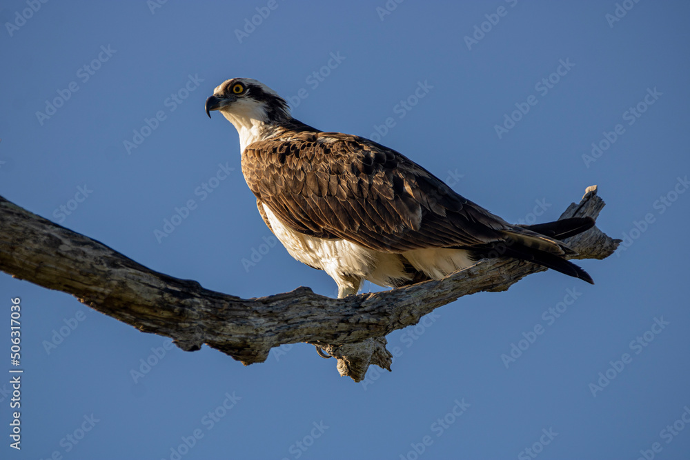 osprey osprey