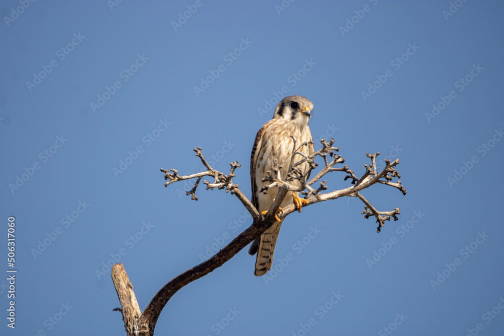 Kestrel on tree