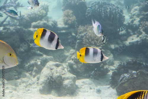 Pacific double-saddle butterflyfish (Chaetodon ulietensis) in tropical water, Palau, Pacific ocean