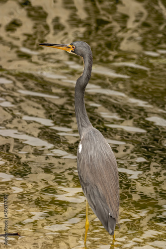 great blue heron