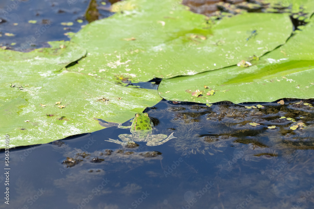 A green frog sits on a leaf of a water lily in a lake.An ordinary water frog in the wild. A green frog sits on a leaf of a water lily in a lake.An ordinary water frog in the wild.