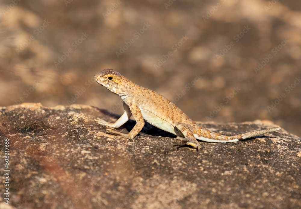 The greater earless lizard (Cophosaurus texanus) at Inks Lake State Park, Texas The greater earless lizard (Cophosaurus texanus) at Inks Lake State Park, Texas