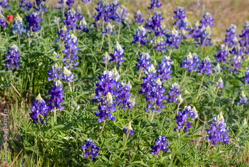 Texas bluebonnet (Lupinus texensis) meadow Texas bluebonnet (Lupinus texensis) meadow