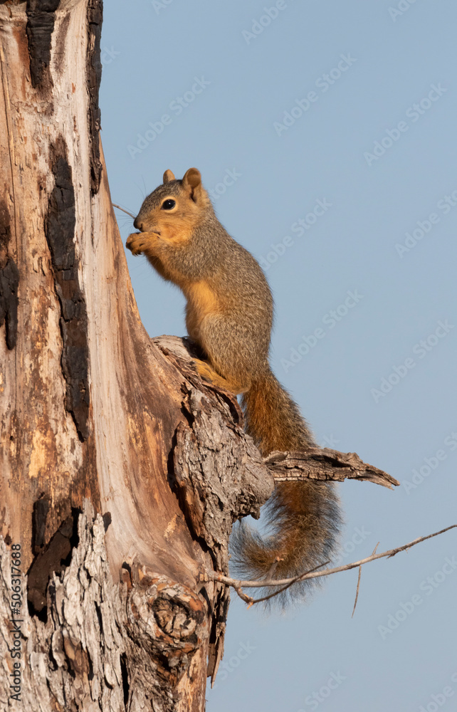 The fox squirrel (Sciurus niger), on the blue sky background, Texas The fox squirrel (Sciurus niger), on the blue sky background, Texas