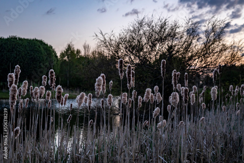 cattails at sunset near a pond