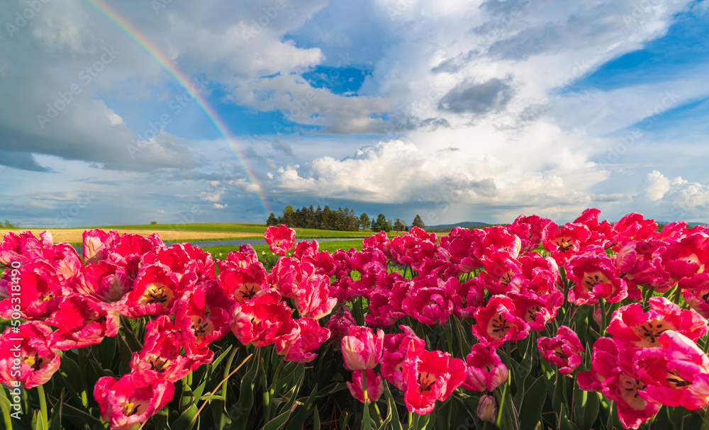 Rainbow skies  over a tulip farm 