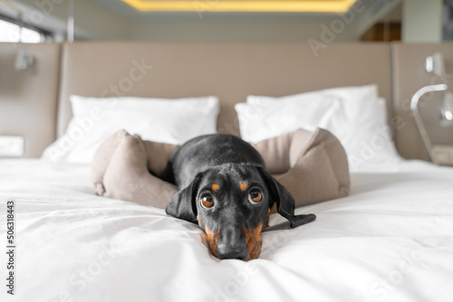 Cute dachshund pet lies in dog bed at dog-friendly hotel looking at camera. Black domestic friend relaxes in room on vacation close view
