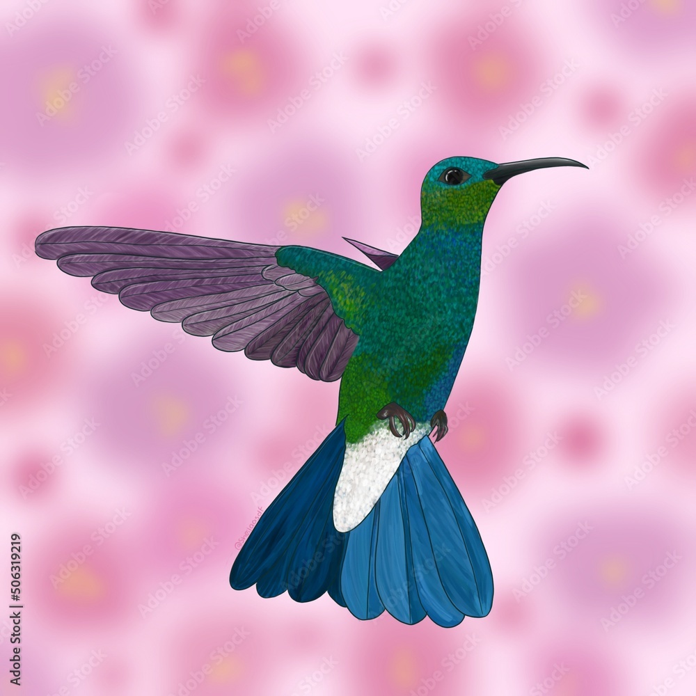 Obraz premium COLIBRI ROSA